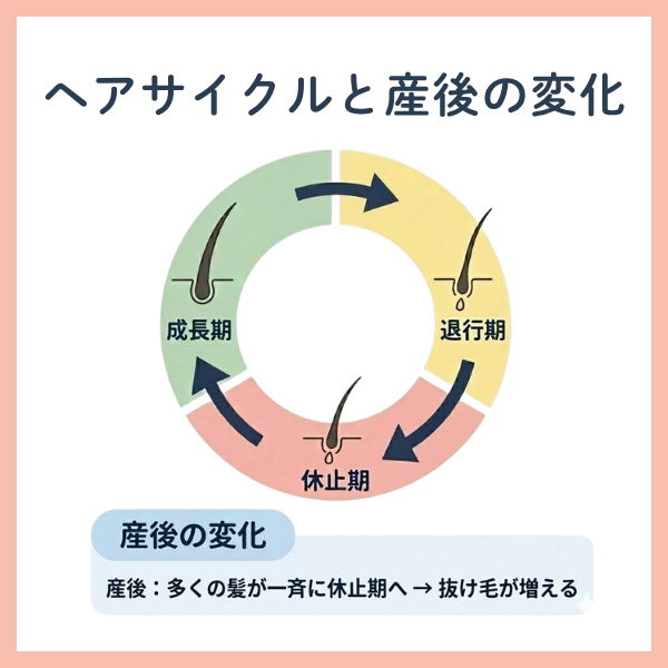 ヘアサイクルと産後の変化